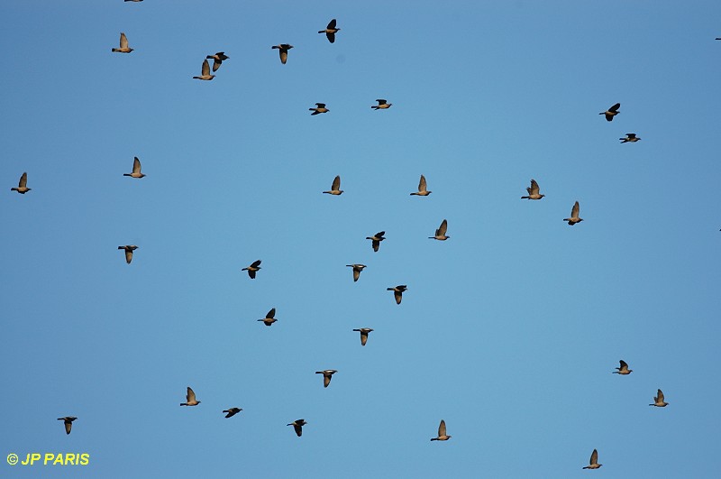 Columba palumbus